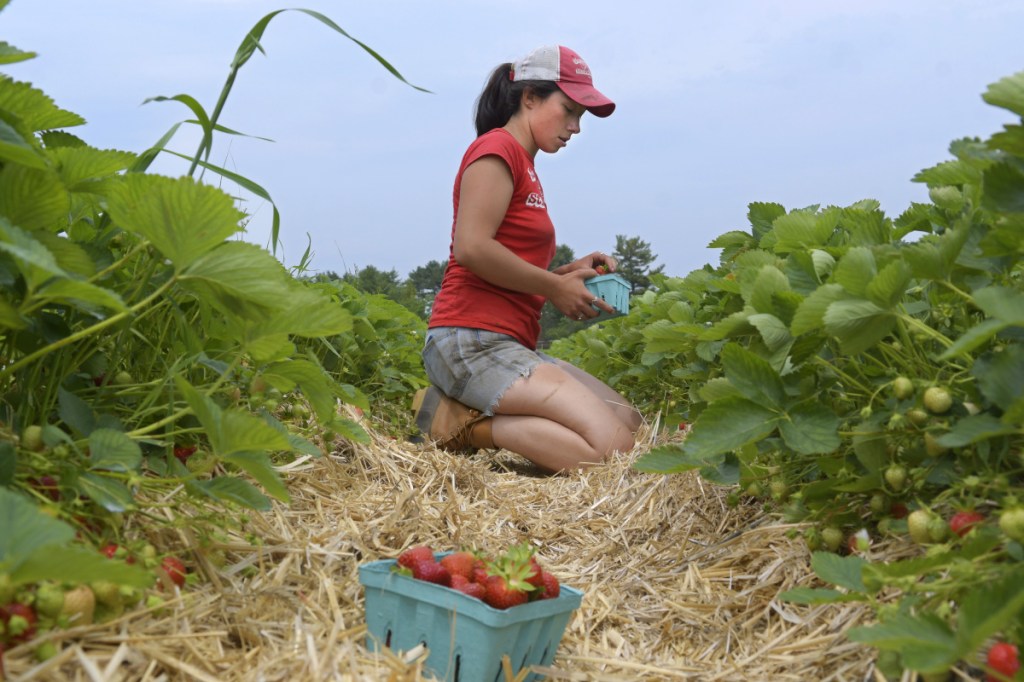 Stevenson Farm laborer Sammy Lee harvests two boxes of the first fruit of the season on 12.5 acres of strawberry fields in Wayne on Monday. Farmer Tom Stevenson said the crop "looks good."