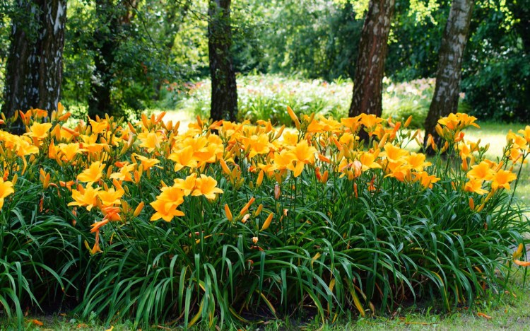 The presence of daylilies can be a clue that an overgrown area in someone's yard (not yours, of course!) was once a garden.