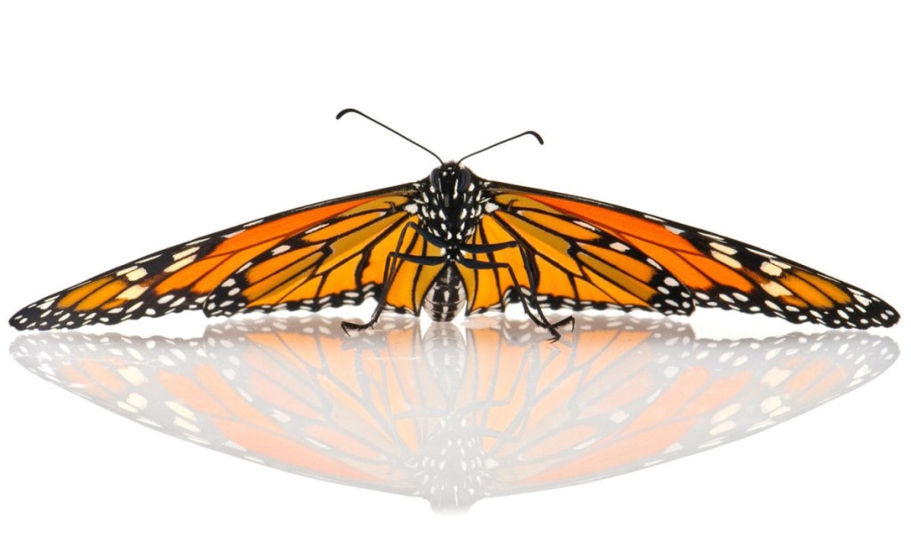 A mosaic of orange and black, monarch butterflies appear delicate, but manage to migrate thousands of miles.