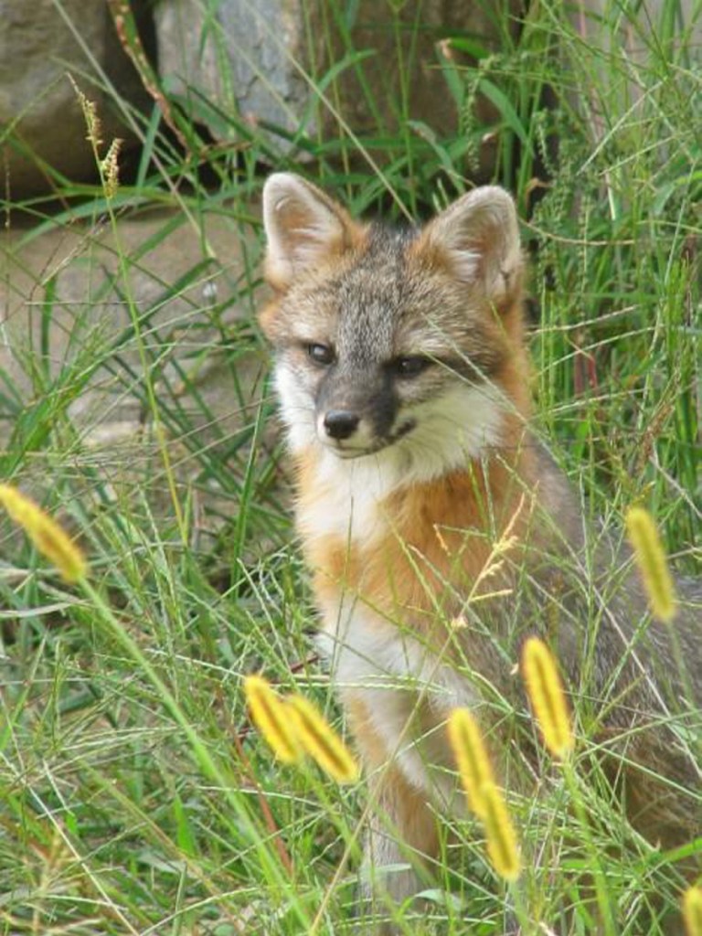 Photo courtesy of Maine IF&W 
 Gray fox are commonly found in southern and central Maine, according to the Maine Department of Inland Fisheries and Wildlife. Game wardens searched in Monmouth Monday for a gray fox that is believed to be rabid.