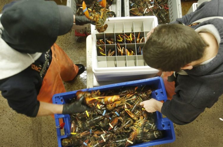 Live Maine lobsters could get a lot more expensive in China than the crustaceans caught in Canada if threatened tariffs are imposed next month in an escalating trade war.