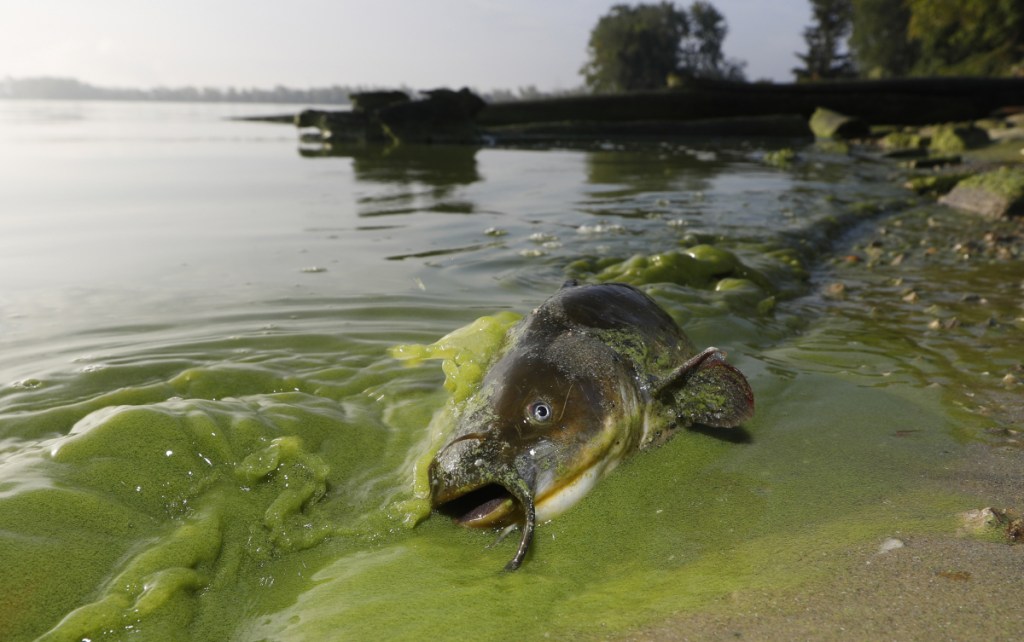 A catfish lies on the shoreline in September of algae-filled Lake Erie in Toledo, Ohio, where a major bloom in 2014 caused authorities to warn people against drinking tap water.