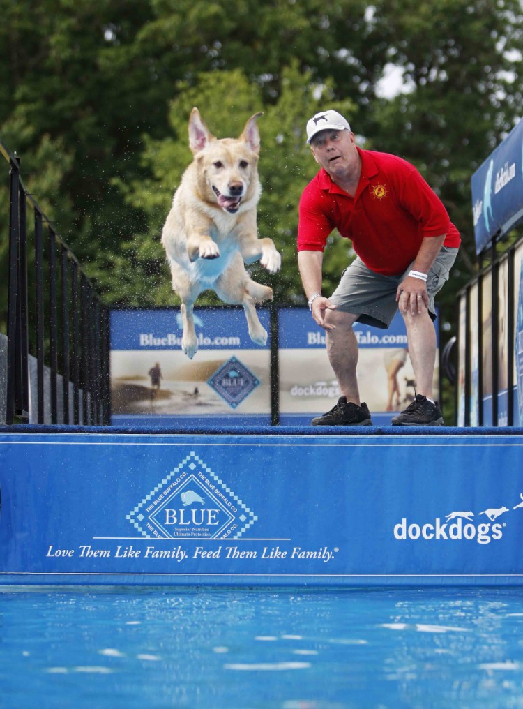 Troy Gerry of Eliot watches as Tucker, his 4-year-old yellow Lab, makes a dive into the pool during the Hops and Hounds event at Raitt Farm in Eliot on June 16.