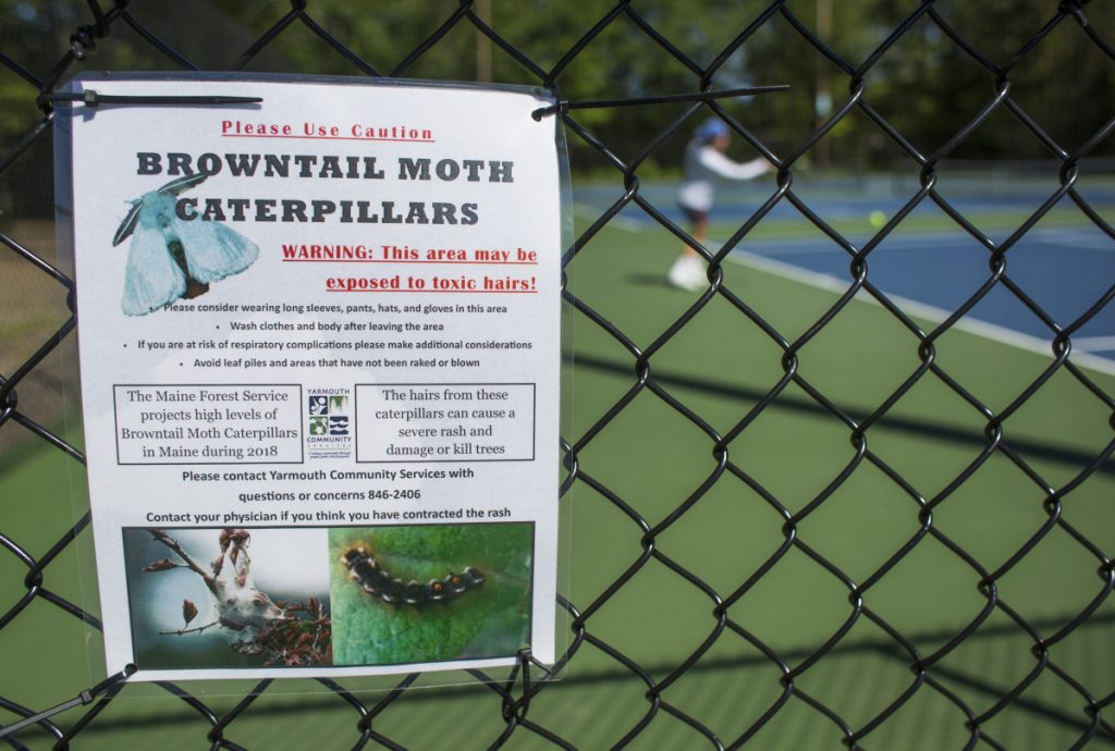 State officials remind Mainers that browntail moth prevention