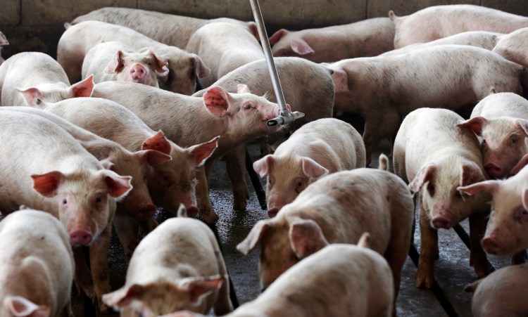 Hogs owned by Smithfield Foods gather around a water source in Farmville, N.C. Jurors in Raleigh reached a verdict in the second trial against Hong Kong-owned, Virginia-based Smithfield Foods. 
