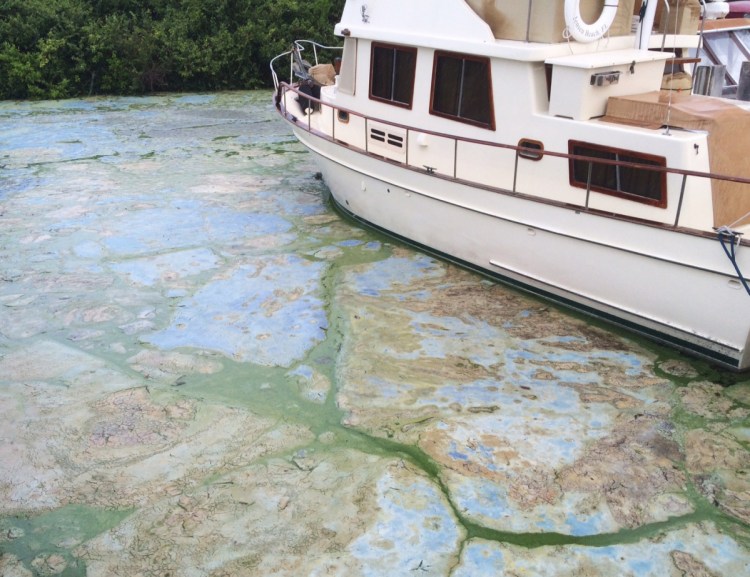 Algae coats the water in Stuart, Fla., in 2016. 