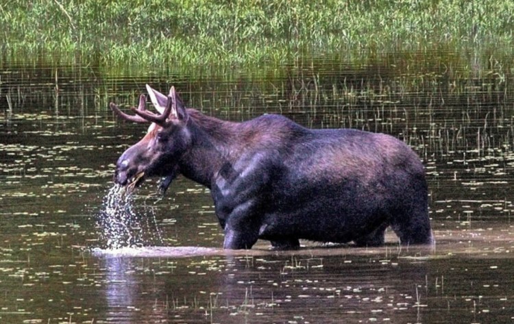 A bull moose lifts its head out of the water in 2016 while eating in a small pond along U.S. Route 201 in The Forks. 