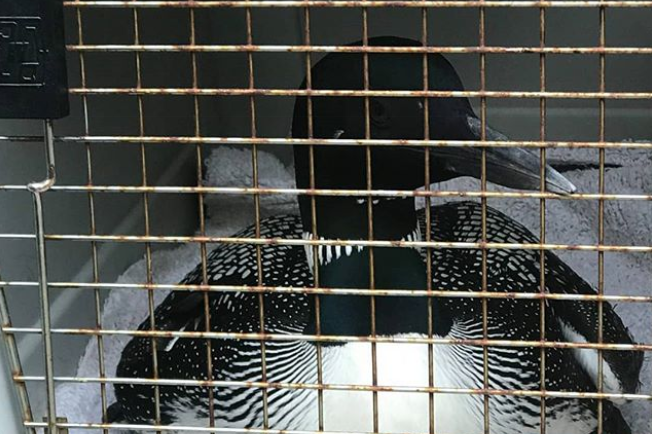 A loon waits to be released into the wild Sunday.   Photo courtesy of Maine State Police