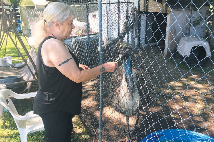 Janet Tuttle feeds Ralphie, the emu that has been in her care for nine years. Tuttle is trying to relocate the bird to a permanent home in Georgia. 