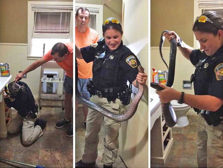 Responding to the man's call for help, sheriff's deputy Lindsay Scotten calmly wrangled a blue indigo out of the bathroom with her bare hands. 
