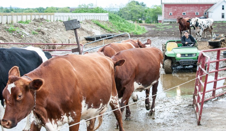 A farmhand herds cows into the milking barn at Sandy River Farms in Farmington.