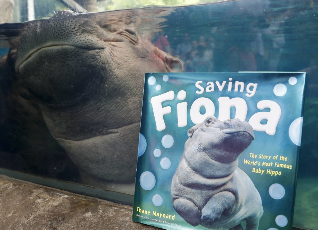 Fiona, a baby Nile Hippopotamus, sleeps in her enclosure beside a copy of "Saving Fiona" at the Cincinnati Zoo.
