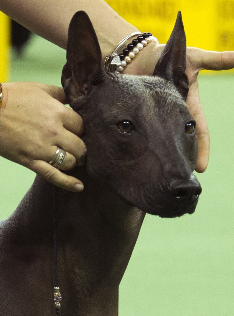 The study found no ancient dog DNA in pre-Columbian breeds like the xoloitzcuintli, a type of Mexican hairless.