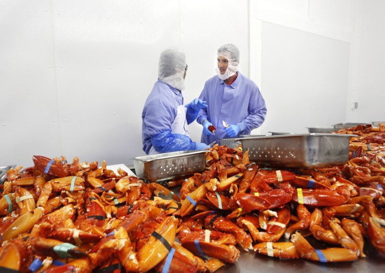 Cape Elizabeth native Luke Holden, right, processes cooked Maine lobster claws at Cape Seafood in Saco in 2014. Holden owns Luke's Lobster and is opening a wholesale seafood buying and shipping operation on the Portland Pier in the space formerly occupied by New Meadows Lobster. The company also plans to improve 60 Portland Pier as a berthing location for lobstermen. Founded in 2009, Luke's Lobster operates 29 seafood shacks across the country.