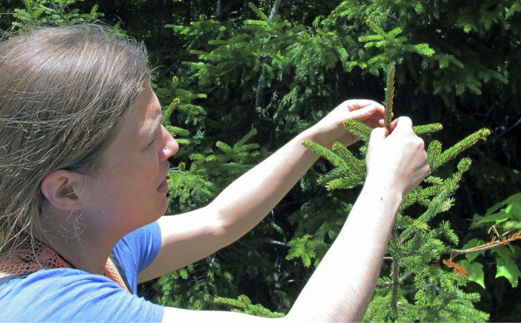 Alexandra Kosiba, staff scientist with the Forest Ecosystem Monitoring Cooperative at the University of Vermont, checks the growth of a red spruce tree on Mount Mansfield in Stowe, Vermont, in June.