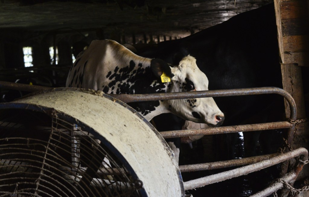 As temperatures reach near 90 degrees, cows at Miller Farm Inc., in Vernon, Vt., are brought into the cool areas of the farm as fans keep fresh air moving.