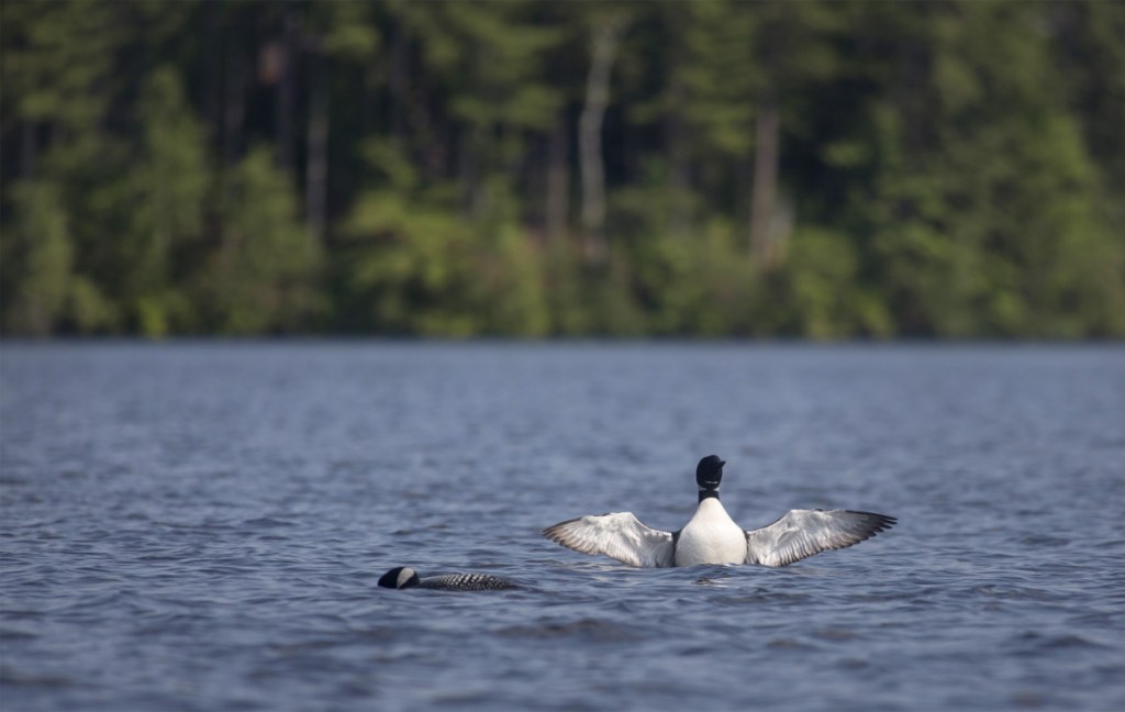Two loons frolic in the water at Watchic Lake in Standish. A recent loon death shows the necessity of moving the high-speed boat races to a bigger, more suitable body of water, a letter writer says.