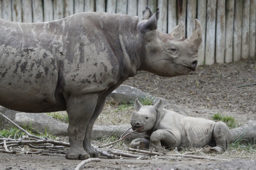 Kendi, a 1-year-old eastern black rhinoceros and his mother are seen at the Cincinnati Zoo and Botanical Garden. Conservationists are working hard to protect the species, which has been threatened by poaching and habitat decline.