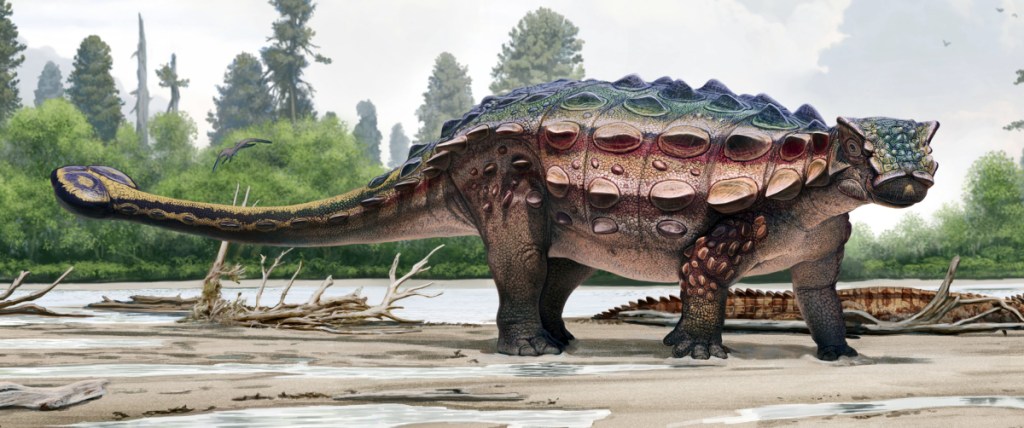 This artist's rendering shows an ankylosaur, a plant-eater that roamed southern Utah about 76 million years ago.