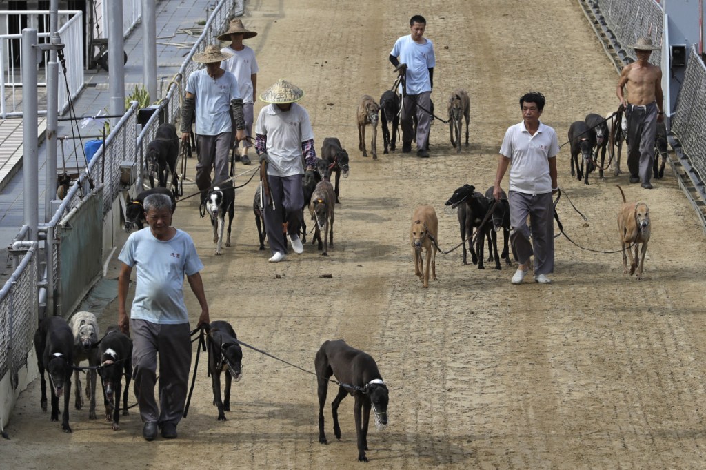Dog handlers escort the greyhounds walking at the track of the Yat Yuen Canidrome in Macau. Macau authorities took in more than 500 greyhounds abandoned following the closure of Asia's only legal dog-racing track on Saturday.