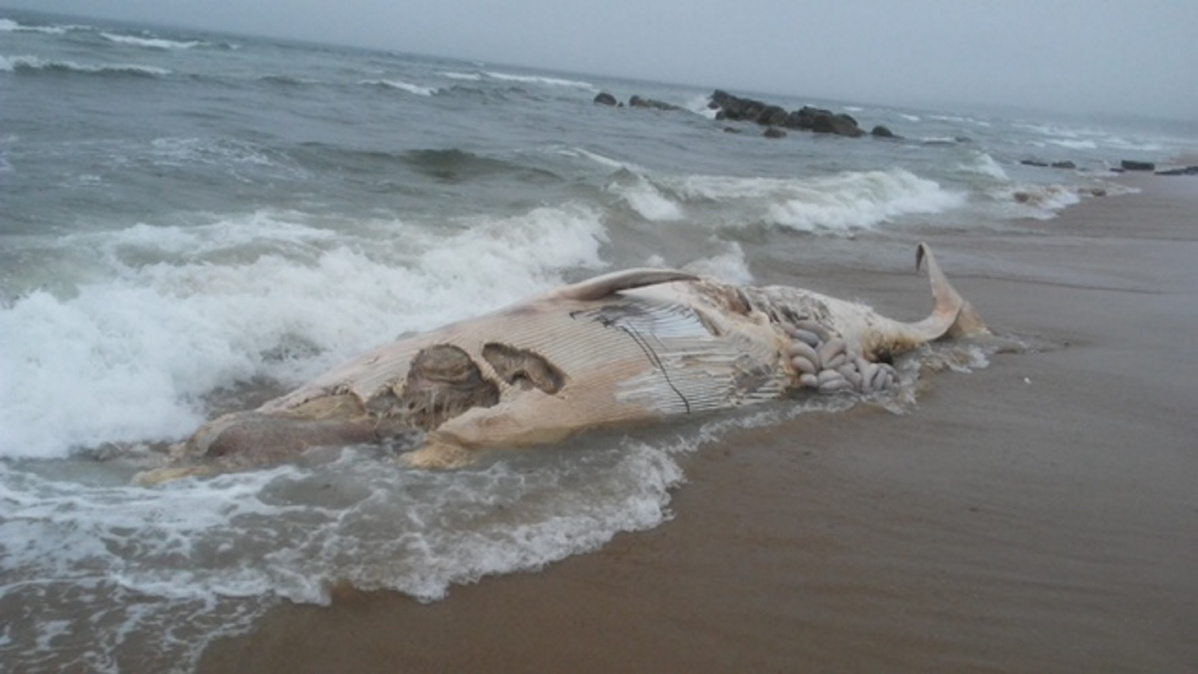 Dead whale that beached itself in Maine goes missing after storm