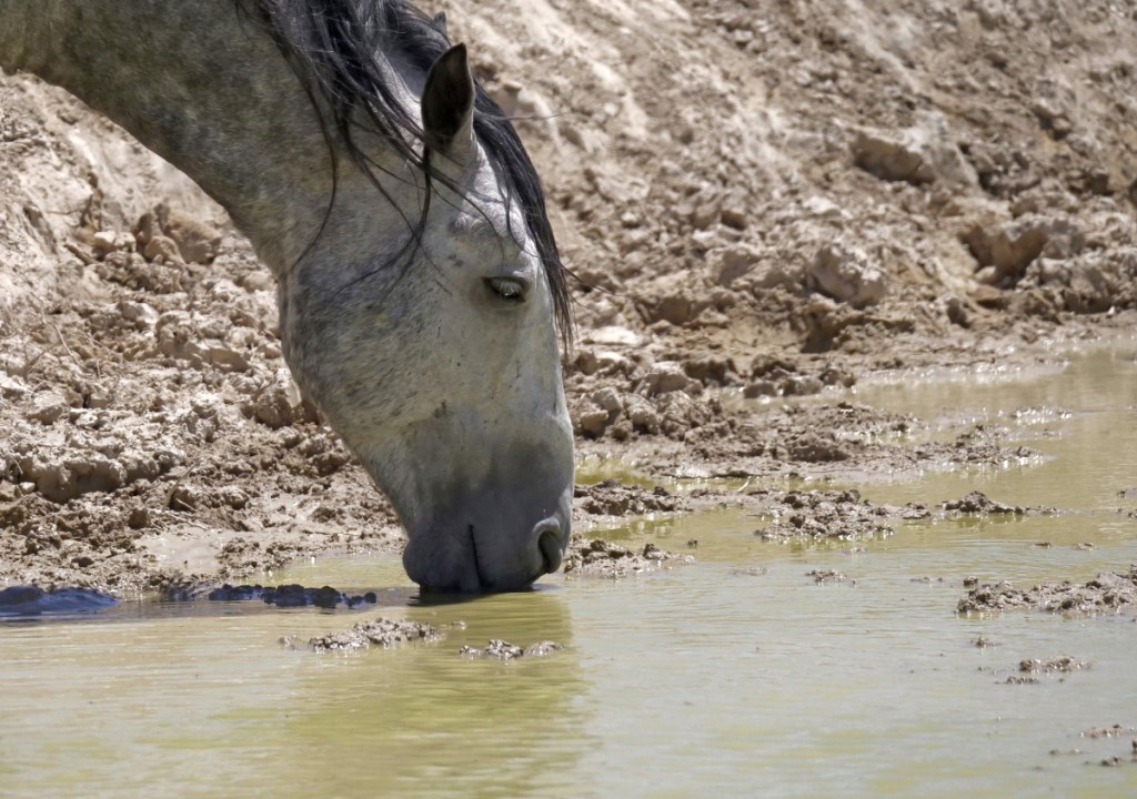 A wild horse drinks from a watering hole outside Salt Lake City. Even rain brings no relief, as it runs right off.