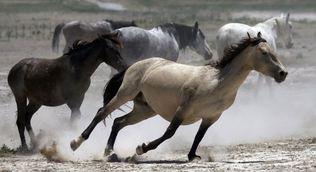 Wild horses kick up dust as they run at a watering hole outside Salt Lake City. Federal land managers have begun emergency roundups in the deserts of western Utah and central Nevada.