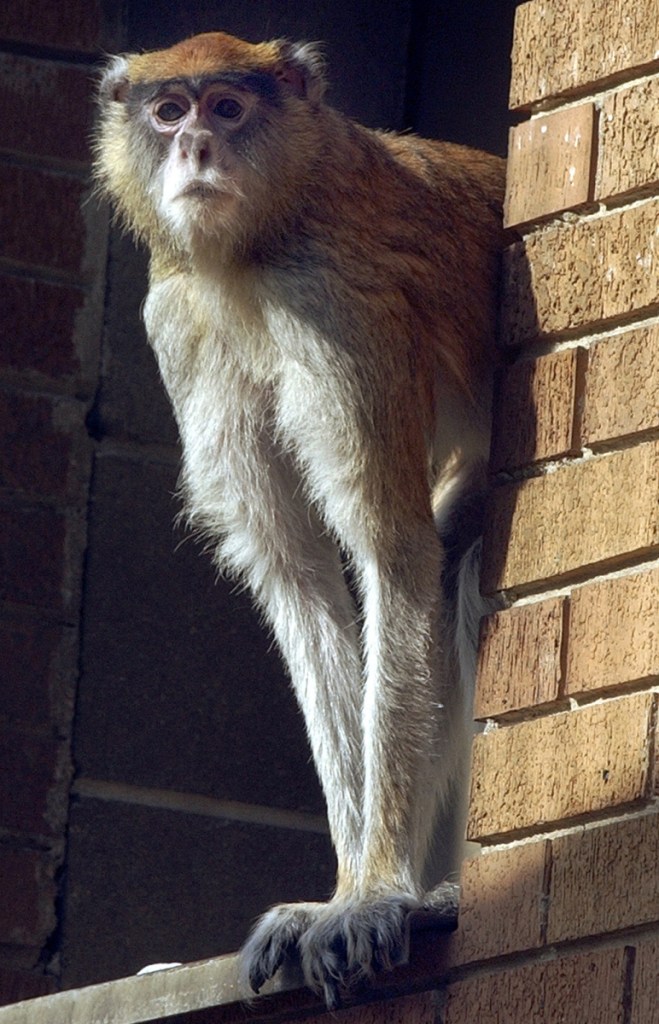 Dartmouth researchers said the protagonist of "The Lorax" and the Truffula trees may have been based on the patas monkey species and the whistling thorn acacia tree.