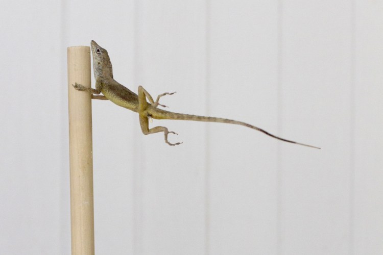 An anoles lizard hangs onto a pole during a simulated wind experiment in the Turks and Caicos Islands in 2017.