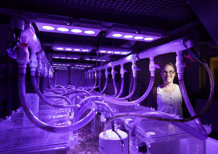 Senior research scientist Nichole Price at the Bigelow Laboratory for Ocean Sciences in East Boothbay on July 17. Price is using these individual aquariums to study the ability of kelp to remove inorganic carbon from water, which could benefit aquaculture.