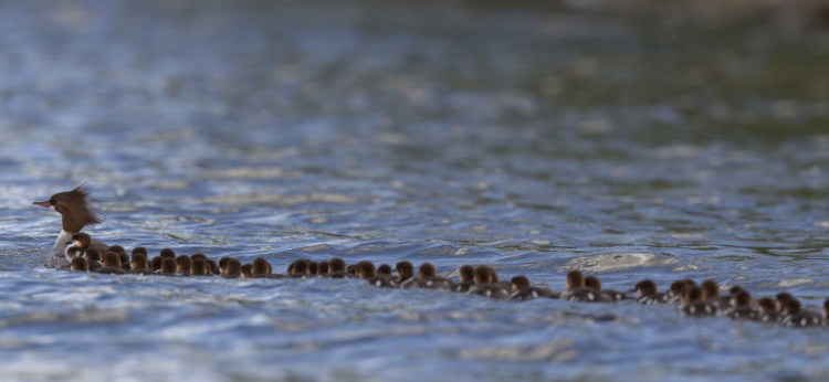 A common merganser and some of the large group of ducklings following her travel Lake Bemidji in Minnesota.