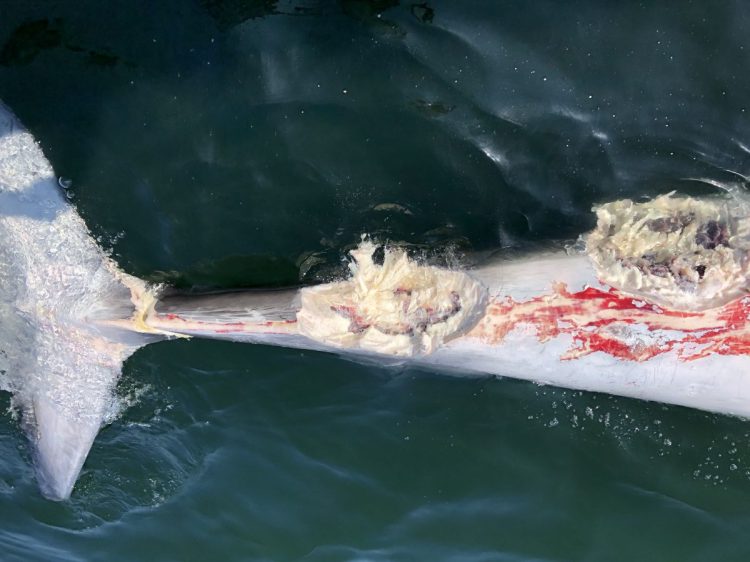 A dead minke whale floating five miles off Old Orchard Beach was photographed by University of New England Marine Biologist James Sulikowski on Friday. Sulikowski said the significant bite marks near the 25-foot whale's fin indicate it was attacked by a great white shark.