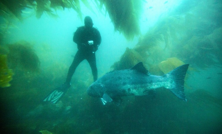 Marine biologists photograph an endangered giant sea bass swimming through the kelp beds off Catalina Island, Calif. The fish can live at least 70 years and weigh up to 560 pounds, but had been pushed to near extinction off Southern California.
