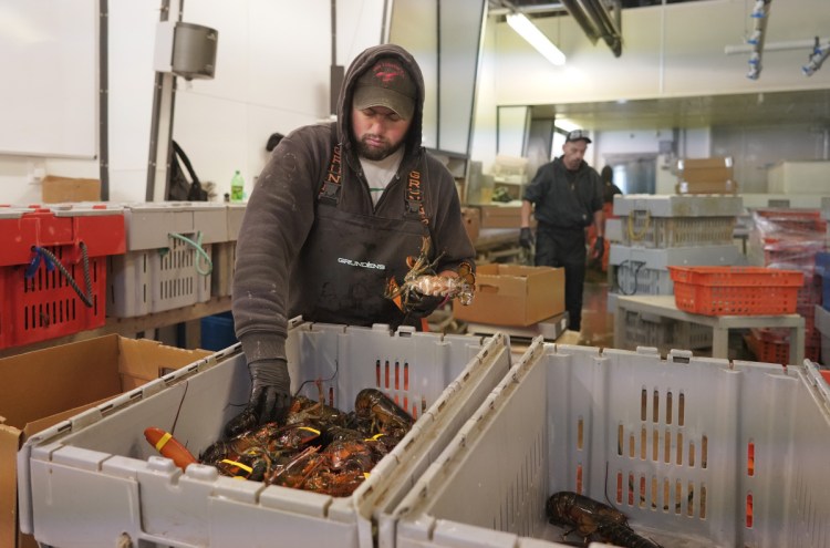 Richie Thurston sorts lobsters while processing orders for local restaurants at The Lobster Co. on Friday. Last summer, the Arundel company was exporting about $100,000 of lobsters to China on a good day, but with new retaliatory tariffs in place, exports to that market have completely dried up, forcing some cuts in staff.