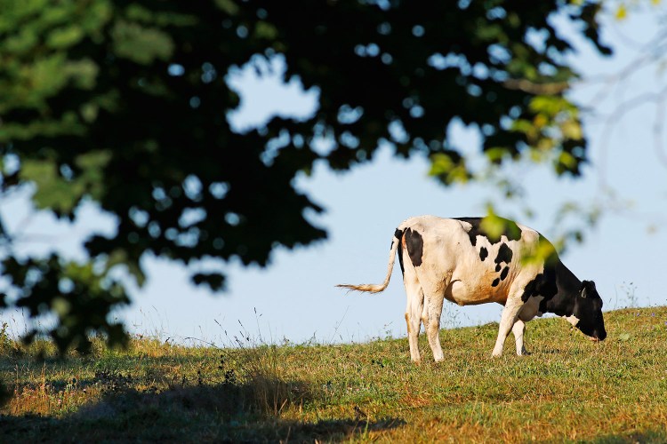 A cow grazes in early morning sunshine at Allard Farm on Blackberry Hill Road in Berwick on Thursday. A drought-tracking service says that dry conditions are expanding across the Northeast due to warmer than average temperatures.

