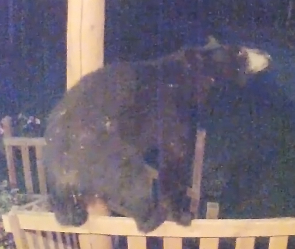 A Black bear is caught on video climbing a porch at a home on Pullen Road in Augusta early Tuesday morning.