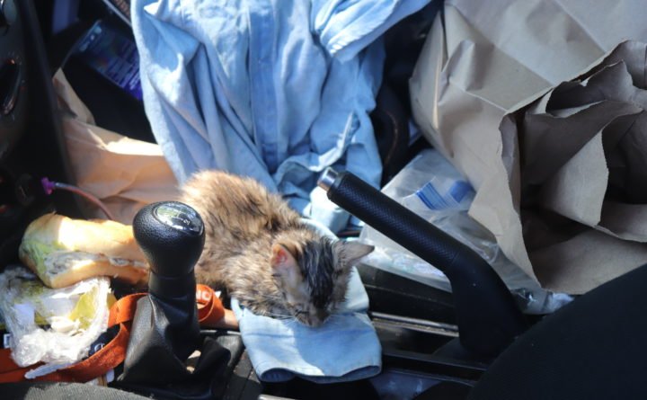 A woman has been charged with repeatedly throwing two kittens into a pond in Phippsburg.