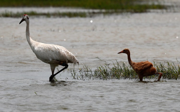 An adult whooping crane, a critically endangered species, walks through a crawfish pond with its recently born chick, in Jefferson Davis Parish, La. in June.