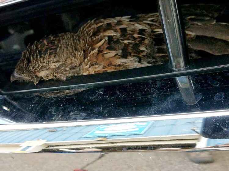 A hawk was trapped in the grill of an Auburn man's pickup truck. The front end of the pickup needed to be dismantled to free the bird. 