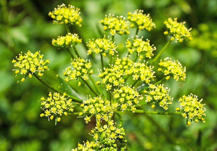 The leaves of wild parsnip resemble celery leaves and its small yellow flowers can look like Queen Anne's lace.