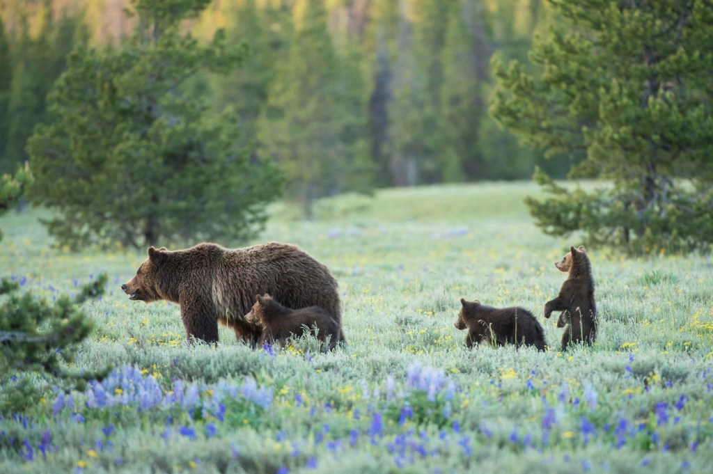 A grizzly bear known as 399 wanders with her cubs near Pilgrim Creek in Grand Teton National Park, Wyoming.