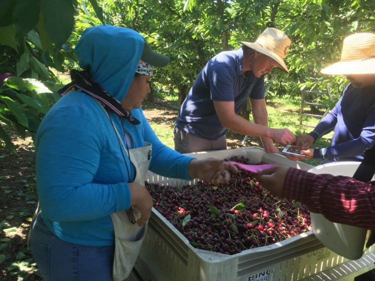 Sean Gilbert, center, checks the size of cherries at his family's orchard while workers join in the harvest of the high-value, fragile crop. Gilbert Orchards has long recruited most of its workers from central Washington. This year, it also is bringing in 40 guest workers from Mexico, but other farm operations aren't so fortunate.