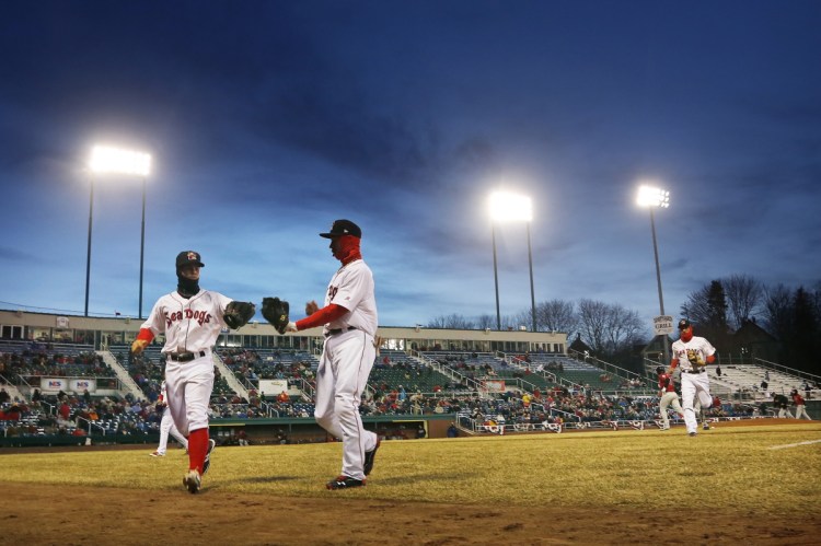 Sean Coyle, left, and Mookie Betts playing for the Portland Sea Dogs in 2014. Doug Hitchcox, staff naturalist at Maine Audubon, has noticed an uptick of birds swooping into lower altitudes during fall migration on nights that Hadlock Field turns on its stadium lights. The migrating birds are safer at higher elevations, where they’re less likely to collide with buildings.