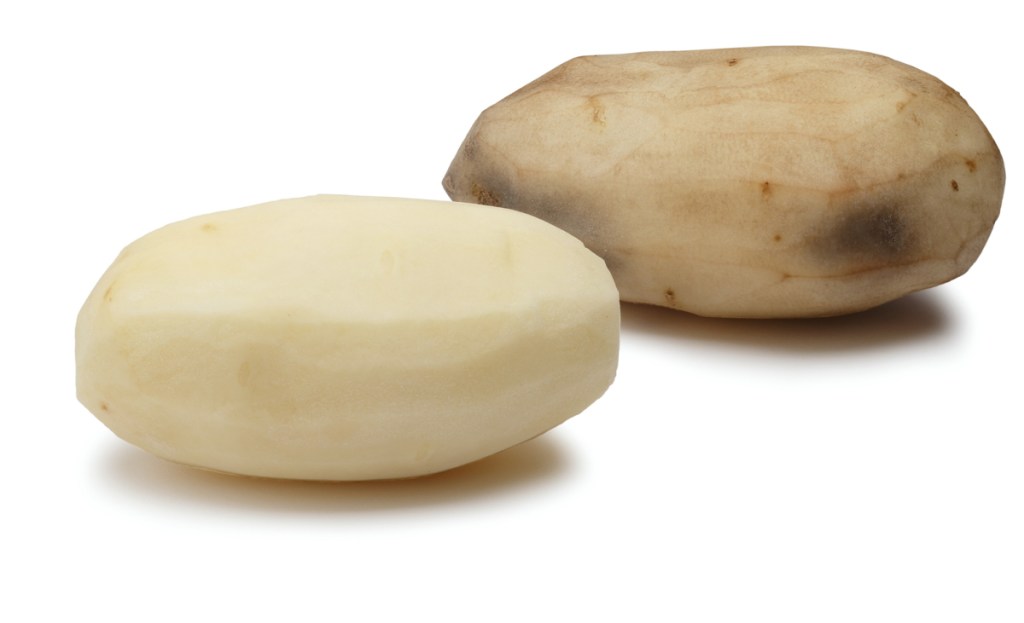 A gene-modified potato, foreground, and one without any modification.
