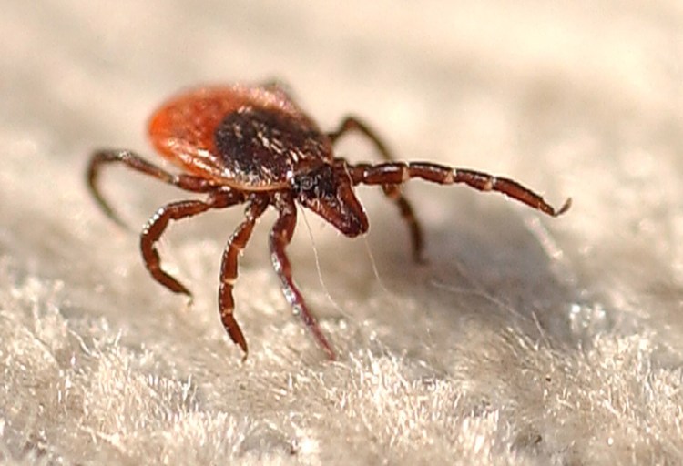 Experts say dry weather may be reducing tick populations.