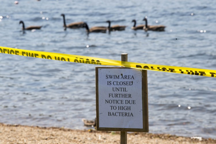 Geese swim through the swimming area Tuesday at Messalonskee Lake in Oakland. The beach was closed because of high levels of E. coli, which officials think was caused by goose droppings in the water and recent high temperature.