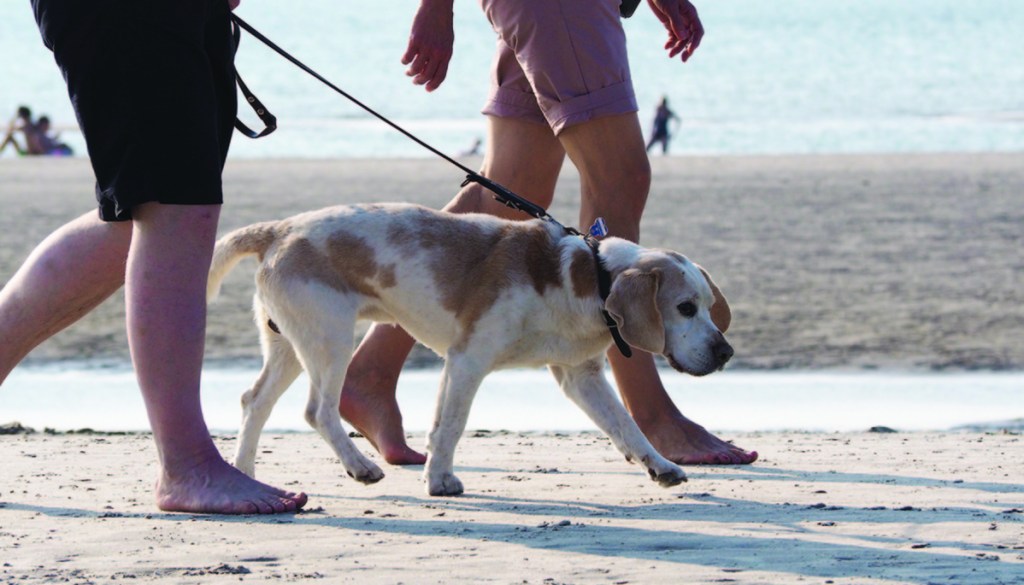 Saco is considering changing its leash law to require dogs to be leashed at all times from April 1 through Sept. 30. Currently, it is only required from 9 a.m. to 5 p.m. in July and August.