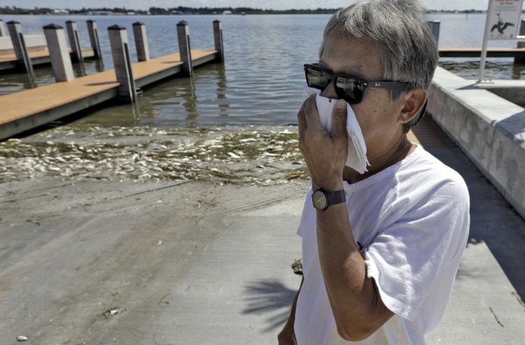 Alex Kuizon covers his face as he stands near dead fish at a boat ramp in Bradenton Beach, Fla. About 135 miles north, beach communities along the Gulf Coast have been plagued with red tide.