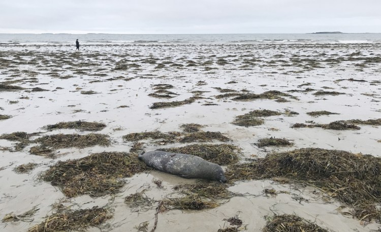 A dead seal on the shore at Bayview Beach in Saco on Sunday. This was one of several dead seals reported on the beach over the past two days.