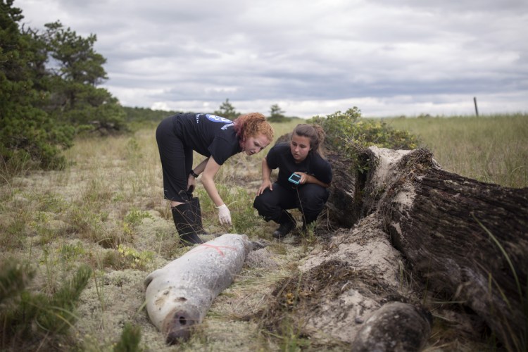 Kat King, left, and Katie Gilbert, interns from Marine Mammals of Maine, examine the body of a seal that washed up on Aug. 17 at Scarborough Beach State Park. Distemper virus was suspected as the cause of hundreds of seals' deaths along the New England coast.